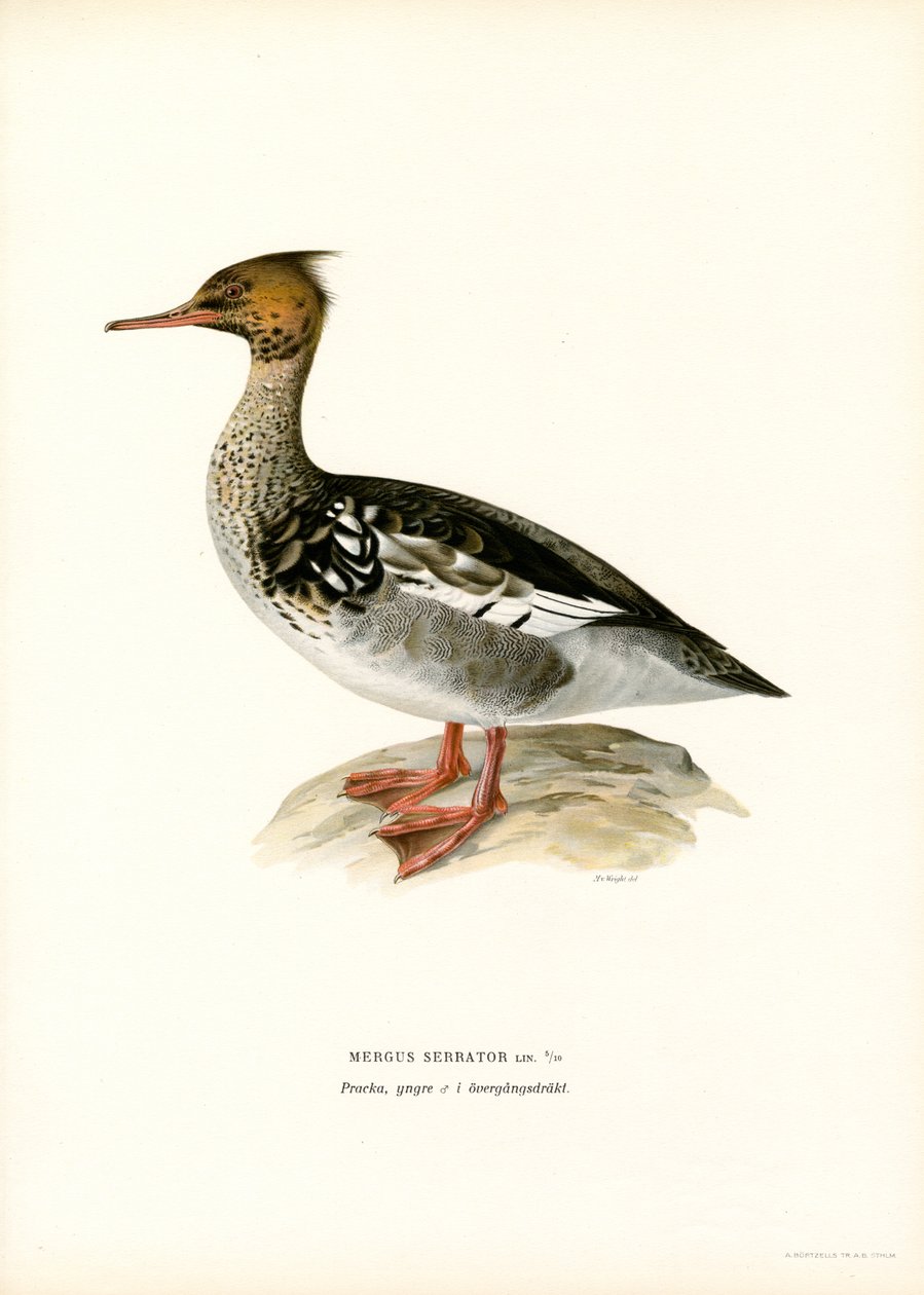 Merganser de peito vermelho (cor litho) de Magnus Ferdinand and Wilhelm von Wright