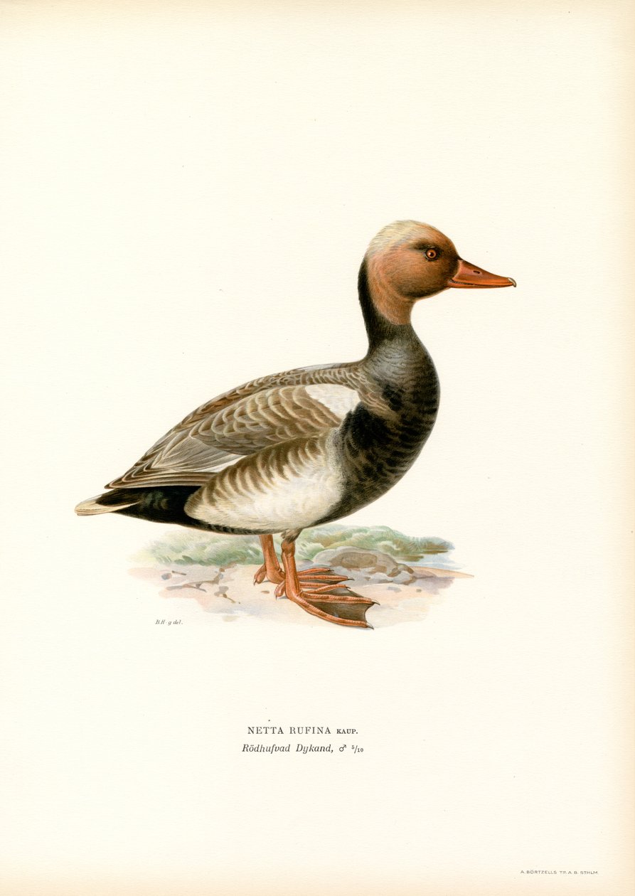 Pato de crista vermelha (lito colorido) de Magnus Ferdinand and Wilhelm von Wright