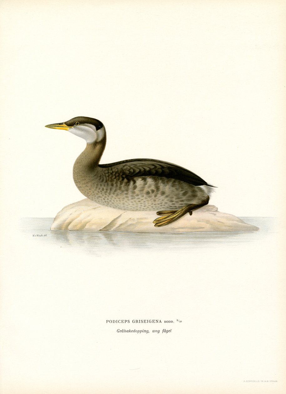 Grebe de pescoço vermelho (lito colorido) de Magnus Ferdinand and Wilhelm von Wright