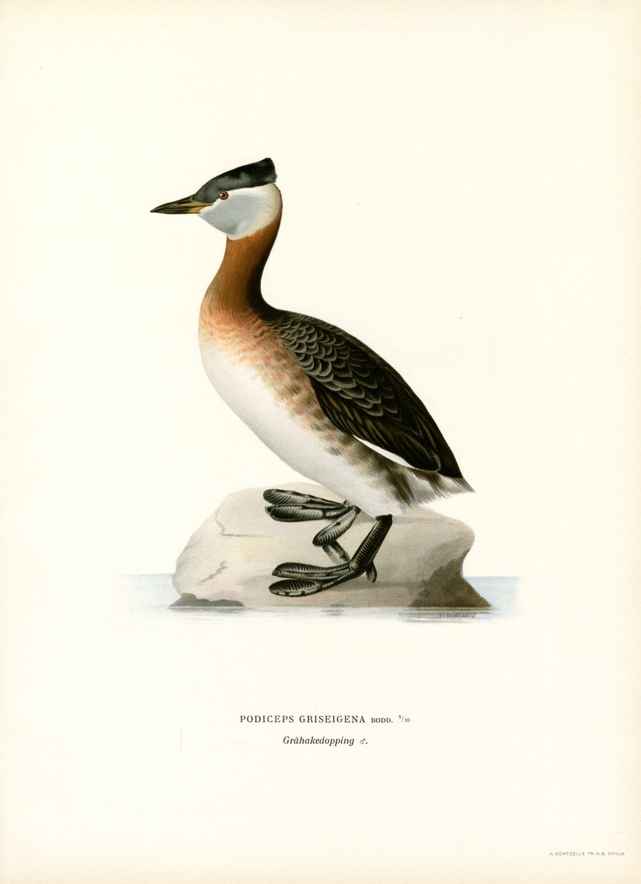 Grebe de pescoço vermelho (cor litho) de Magnus Ferdinand and Wilhelm von Wright