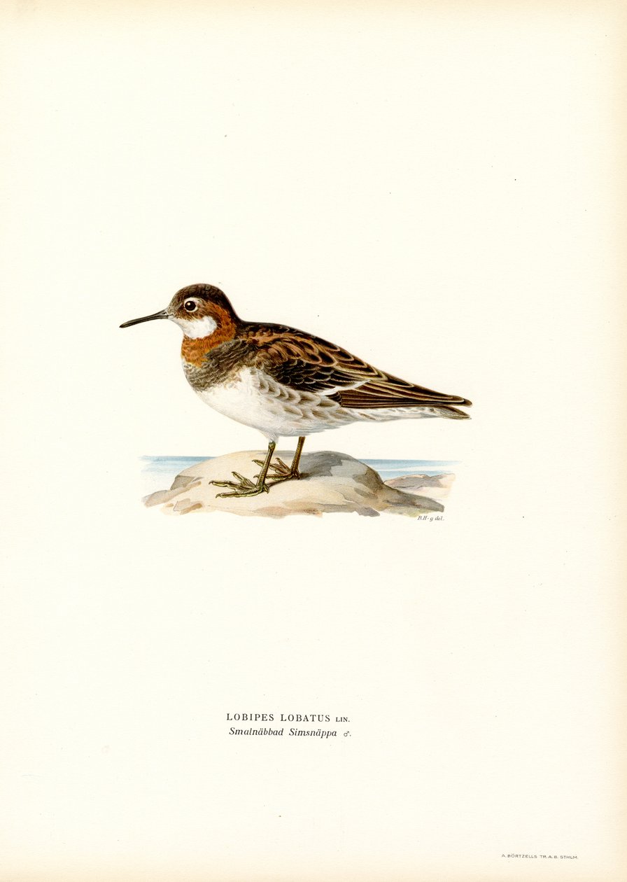 Falarope de pescoço vermelho (cor litho) de Magnus Ferdinand and Wilhelm von Wright
