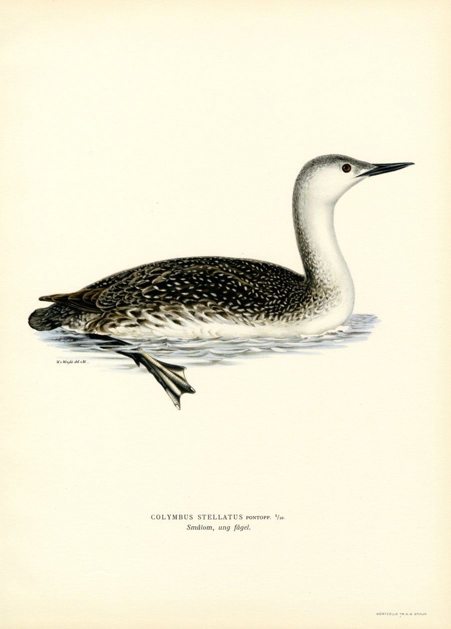 Red-throated Diver (cor litho) de Magnus Ferdinand and Wilhelm von Wright