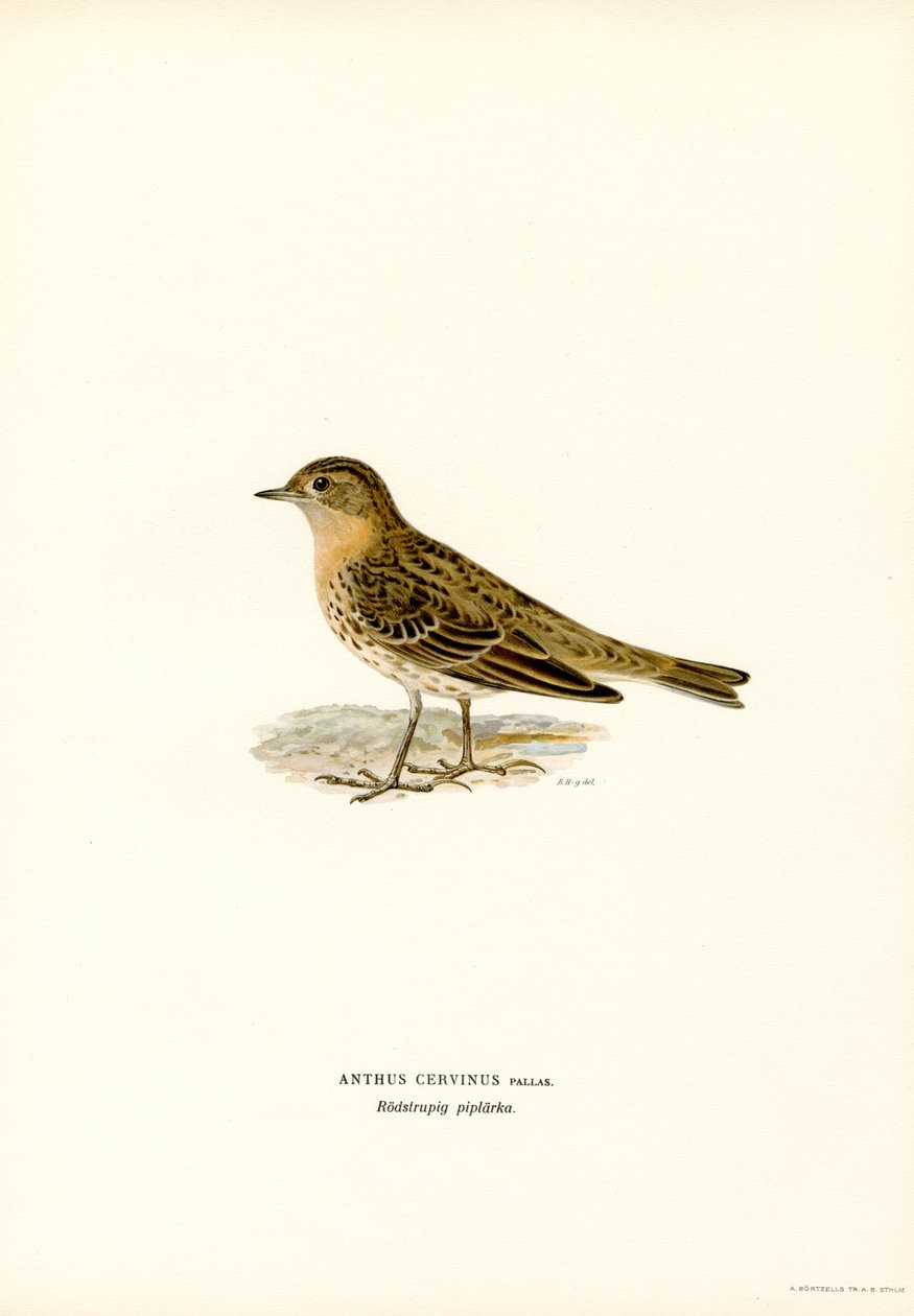 Petinha-de-garganta-vermelha (lito a cores) de Magnus Ferdinand and Wilhelm von Wright
