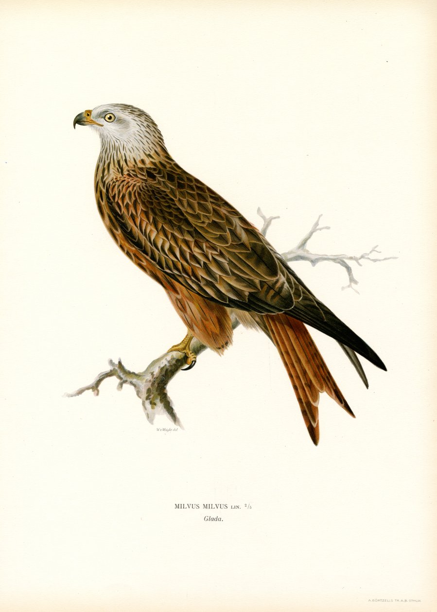 Kite vermelho (cor litho) de Magnus Ferdinand and Wilhelm von Wright