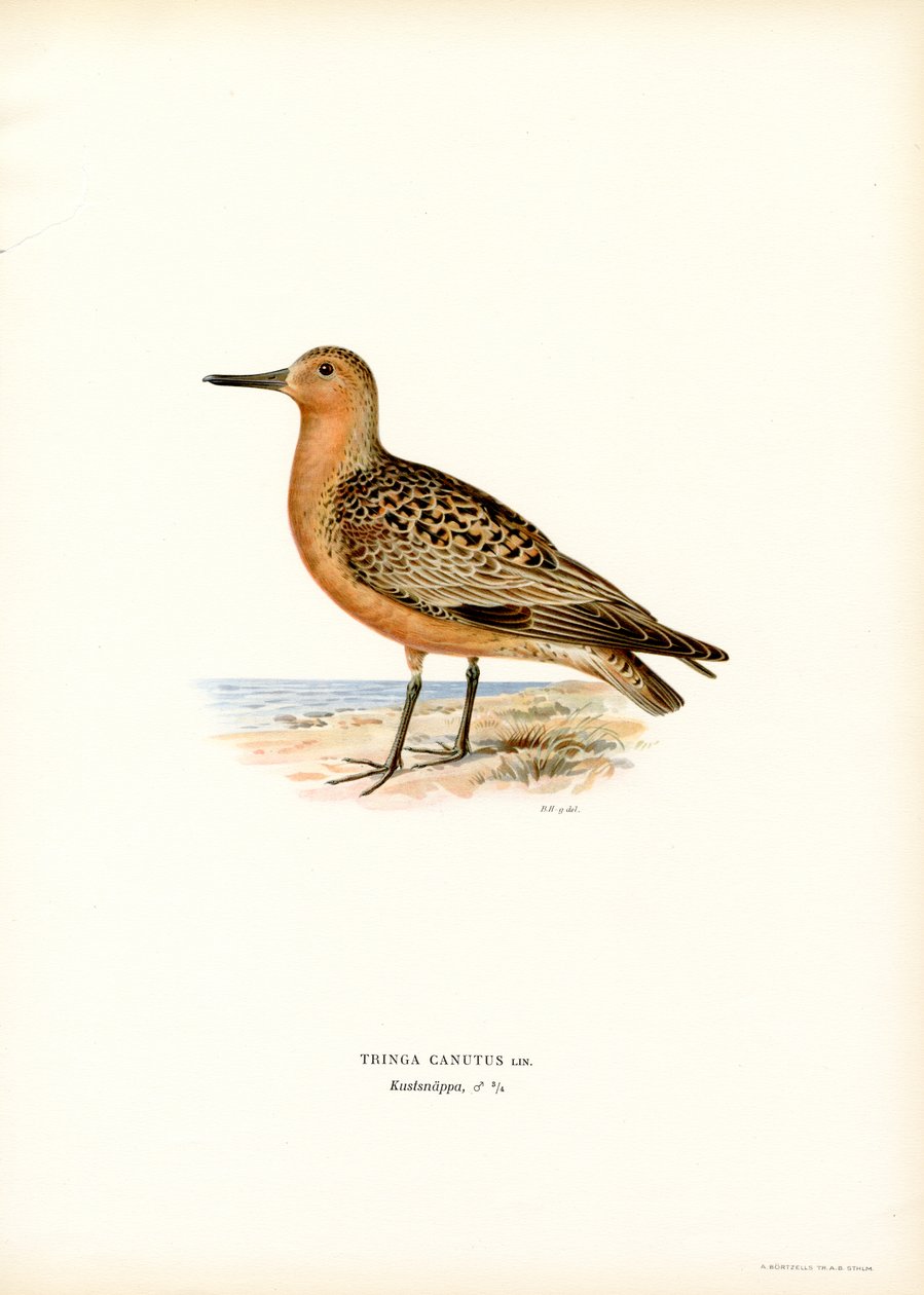 Nó vermelho (lito colorido) de Magnus Ferdinand and Wilhelm von Wright