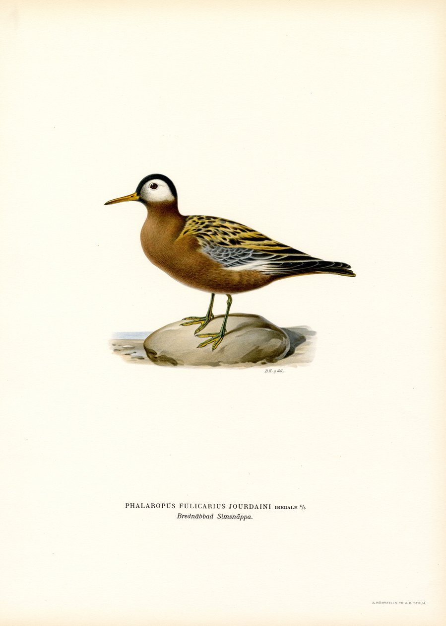 Falaropo vermelho (lito colorido) de Magnus Ferdinand and Wilhelm von Wright