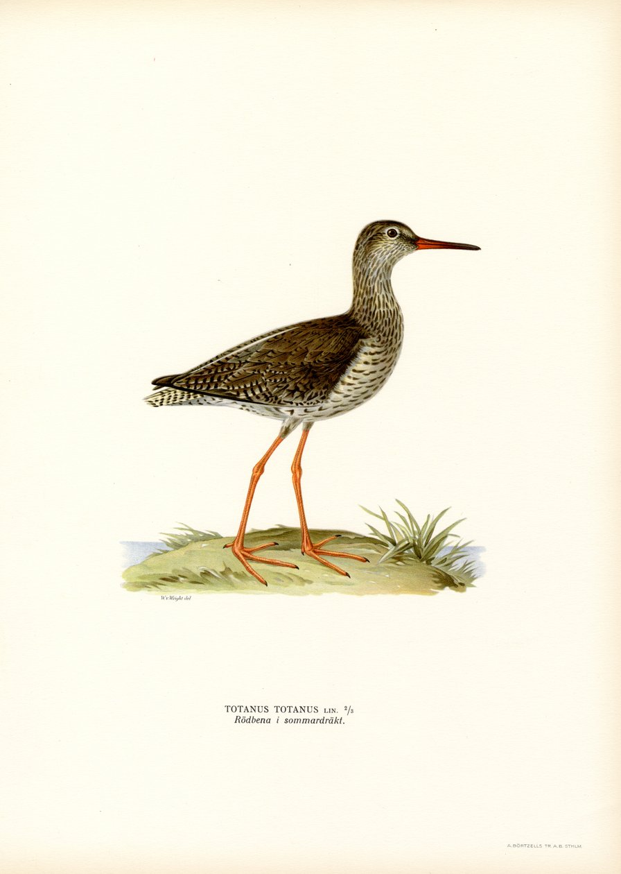 Redshank (lito colorido) de Magnus Ferdinand and Wilhelm von Wright