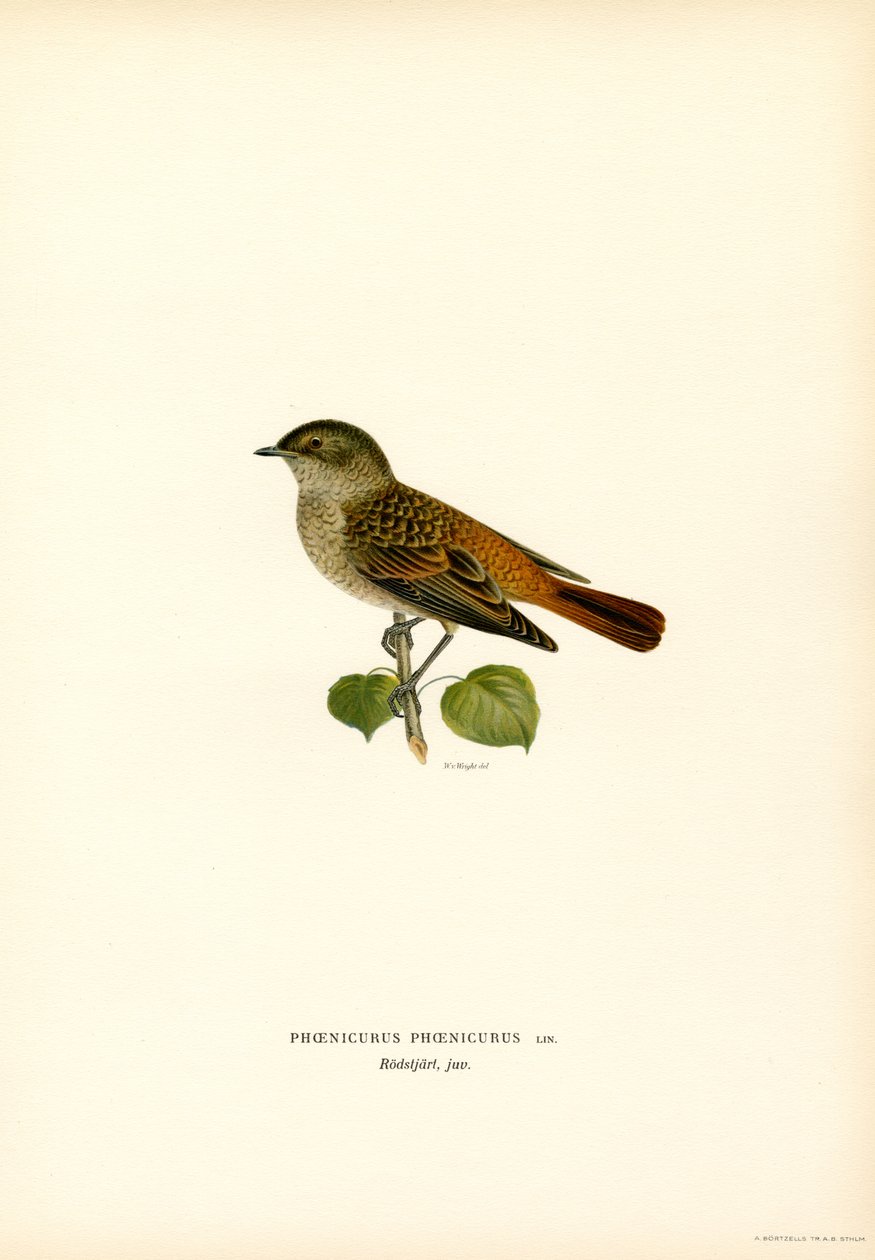 Redstart (cor litho) de Magnus Ferdinand and Wilhelm von Wright