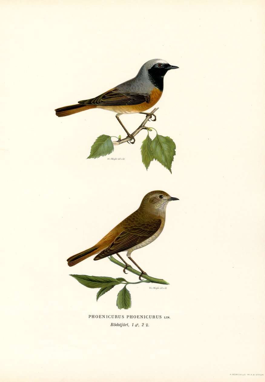 Redstart (lito colorido) de Magnus Ferdinand and Wilhelm von Wright