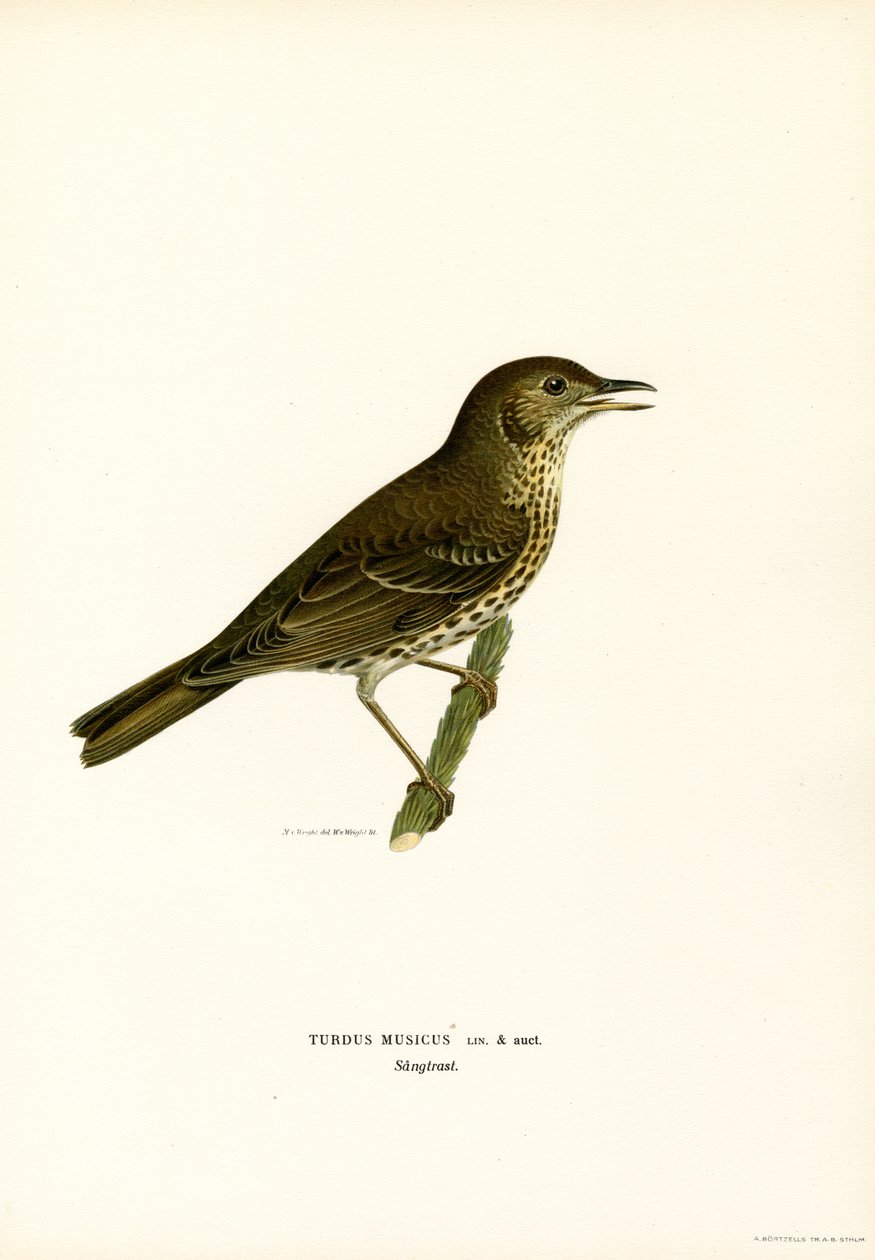 Asa vermelha (cor litho) de Magnus Ferdinand and Wilhelm von Wright