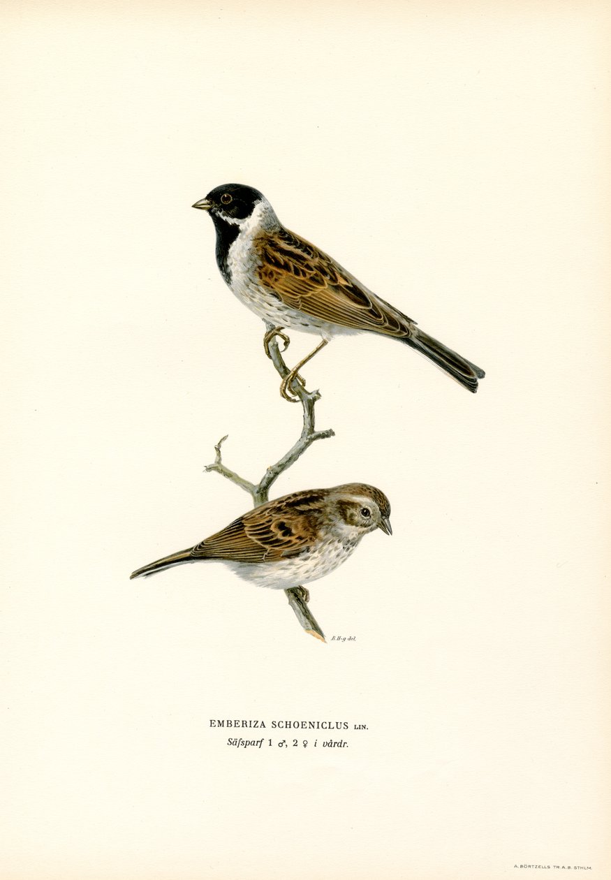 Reed Bunting (lito colorido) de Magnus Ferdinand and Wilhelm von Wright