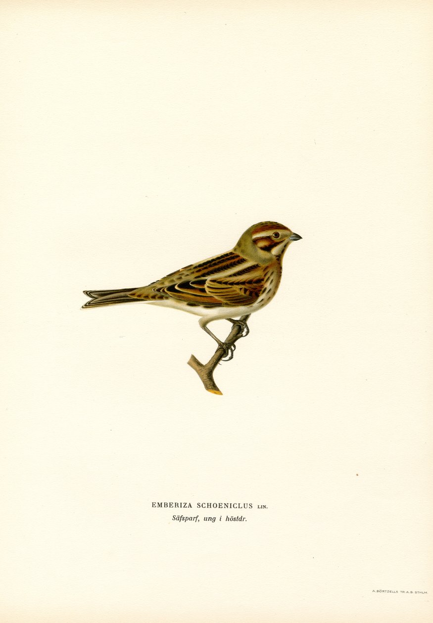 Reed Bunting (lito colorido) de Magnus Ferdinand and Wilhelm von Wright