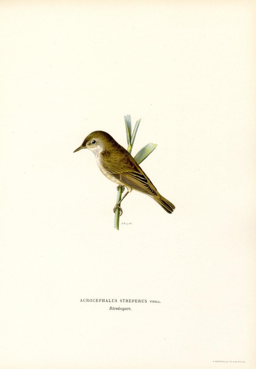 Reed Warbler (cor litho) de Magnus Ferdinand and Wilhelm von Wright