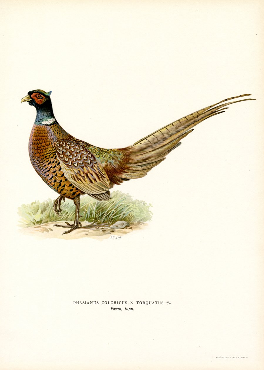 Faisão de pescoço anelar (cor litho) de Magnus Ferdinand and Wilhelm von Wright