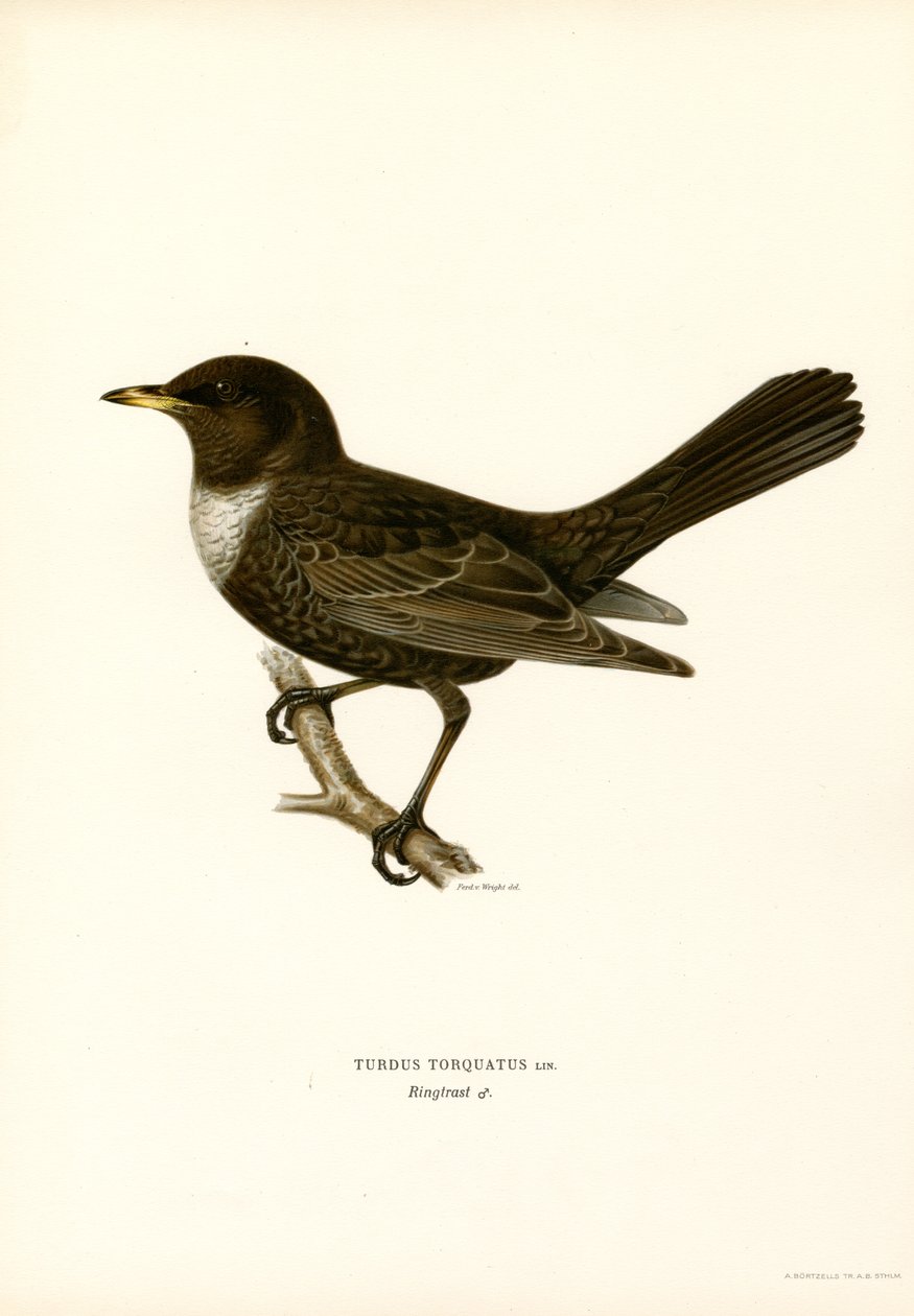 Ring Thrush (lito a cores) de Magnus Ferdinand and Wilhelm von Wright