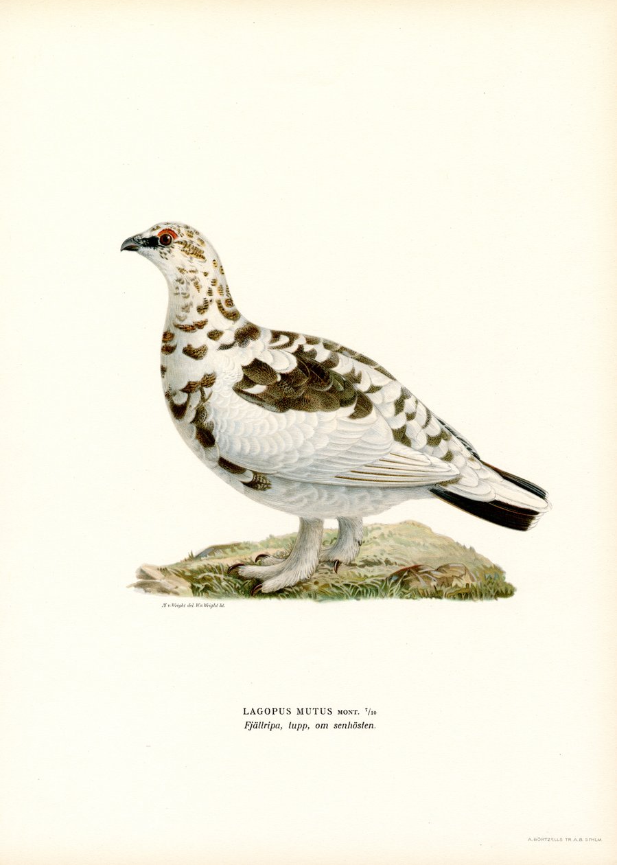 Rock Ptarmigan (lito colorido) de Magnus Ferdinand and Wilhelm von Wright
