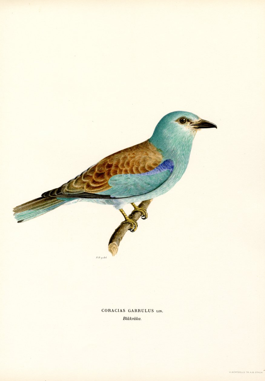 Rolo (cor litho) de Magnus Ferdinand and Wilhelm von Wright