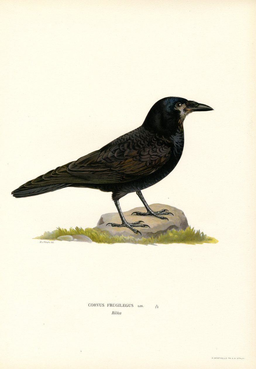 Torre (cor litho) de Magnus Ferdinand and Wilhelm von Wright