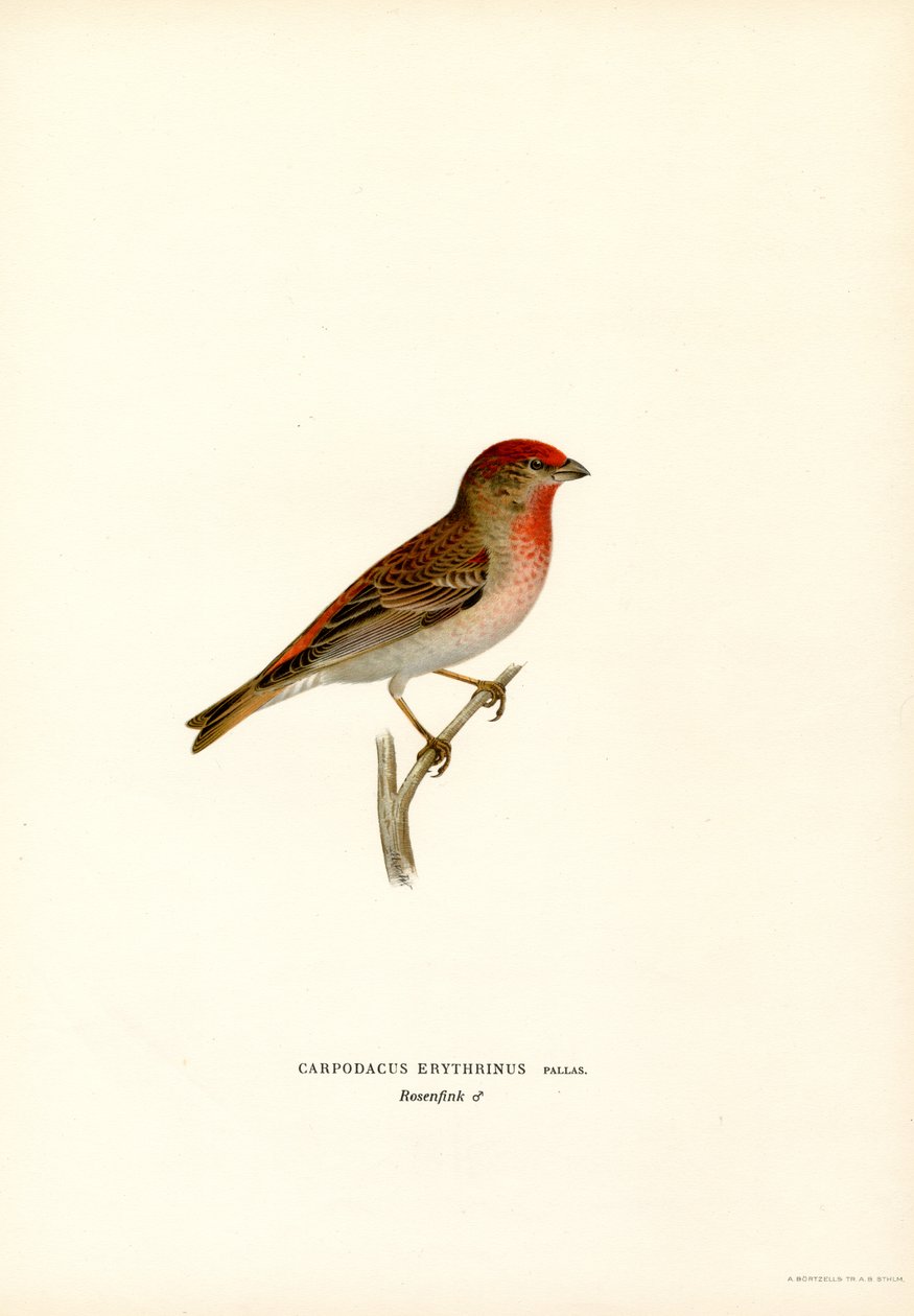Rosefinch (lito a cores) de Magnus Ferdinand and Wilhelm von Wright