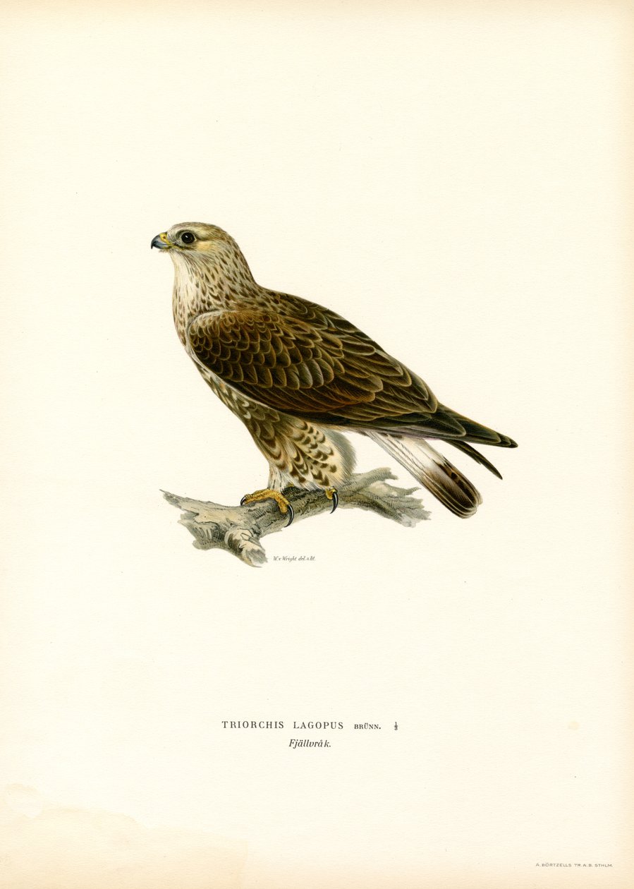 Buzzard de patas ásperas (cor litho) de Magnus Ferdinand and Wilhelm von Wright