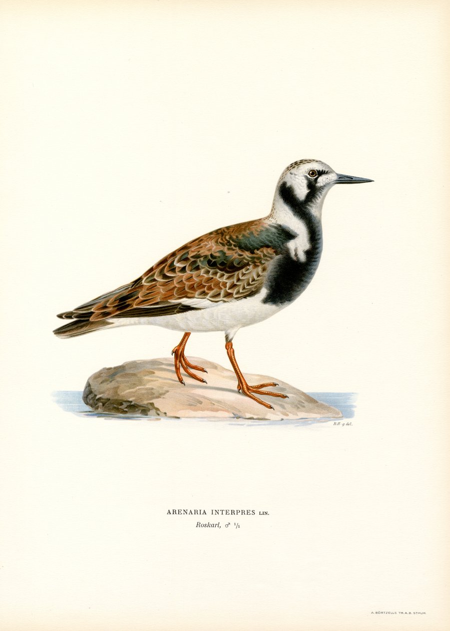 Ruddy Turnstone (lito colorido) de Magnus Ferdinand and Wilhelm von Wright