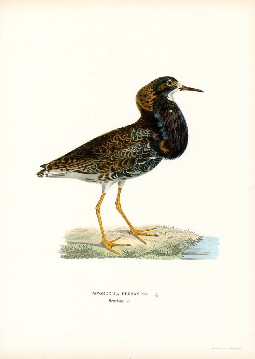 Ruff (cor litho) de Magnus Ferdinand and Wilhelm von Wright