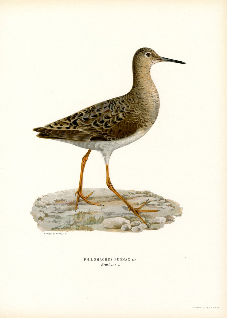 Ruff (lito colorido) de Magnus Ferdinand and Wilhelm von Wright