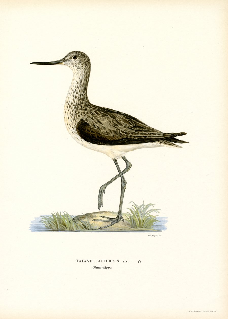 Limpador de areia (cor litho) de Magnus Ferdinand and Wilhelm von Wright