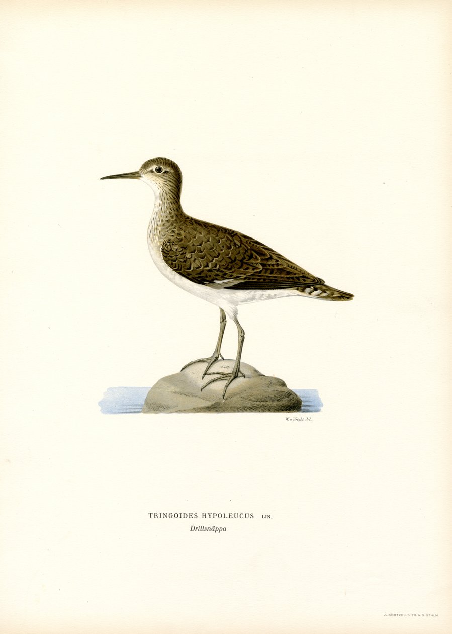 Limpador de areia (cor litho) de Magnus Ferdinand and Wilhelm von Wright
