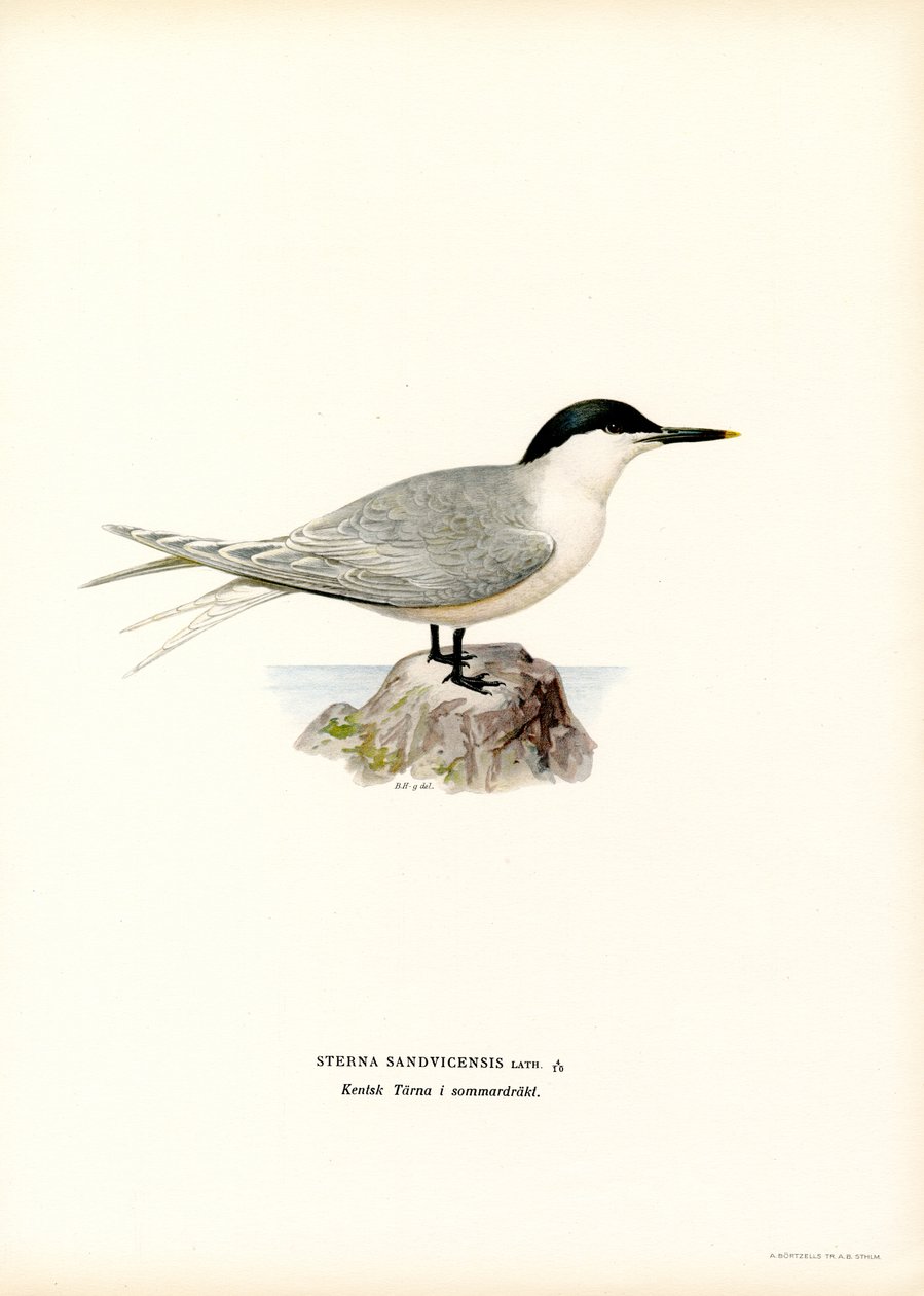 Garajau de sanduíche (cor litho) de Magnus Ferdinand and Wilhelm von Wright