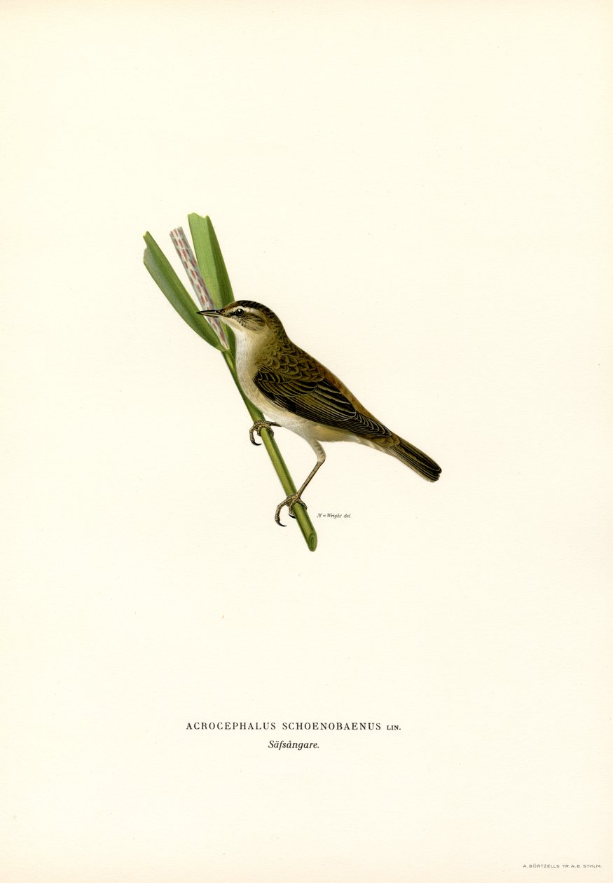 Sedge Warbler (cor litho) de Magnus Ferdinand and Wilhelm von Wright