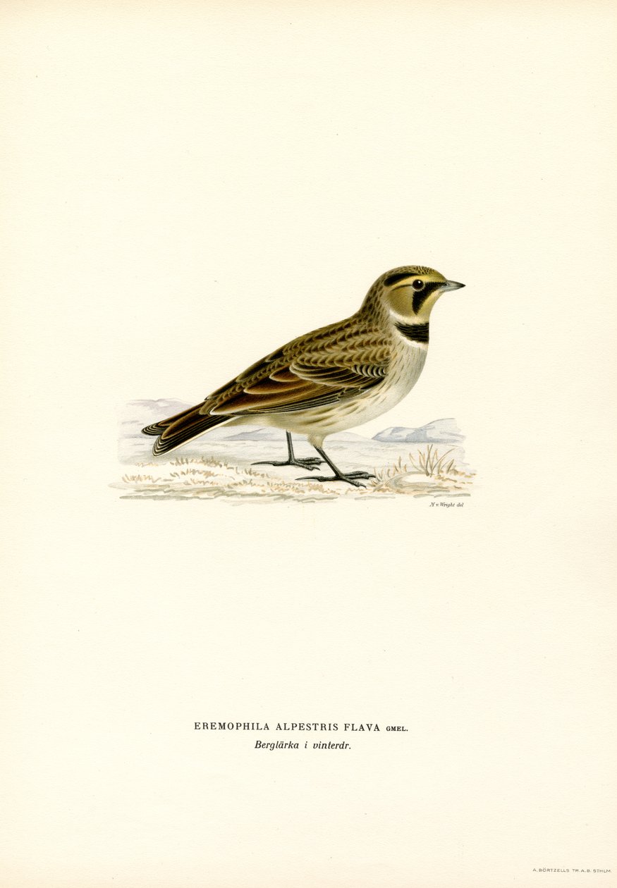 Shore Lark (lito colorido) de Magnus Ferdinand and Wilhelm von Wright