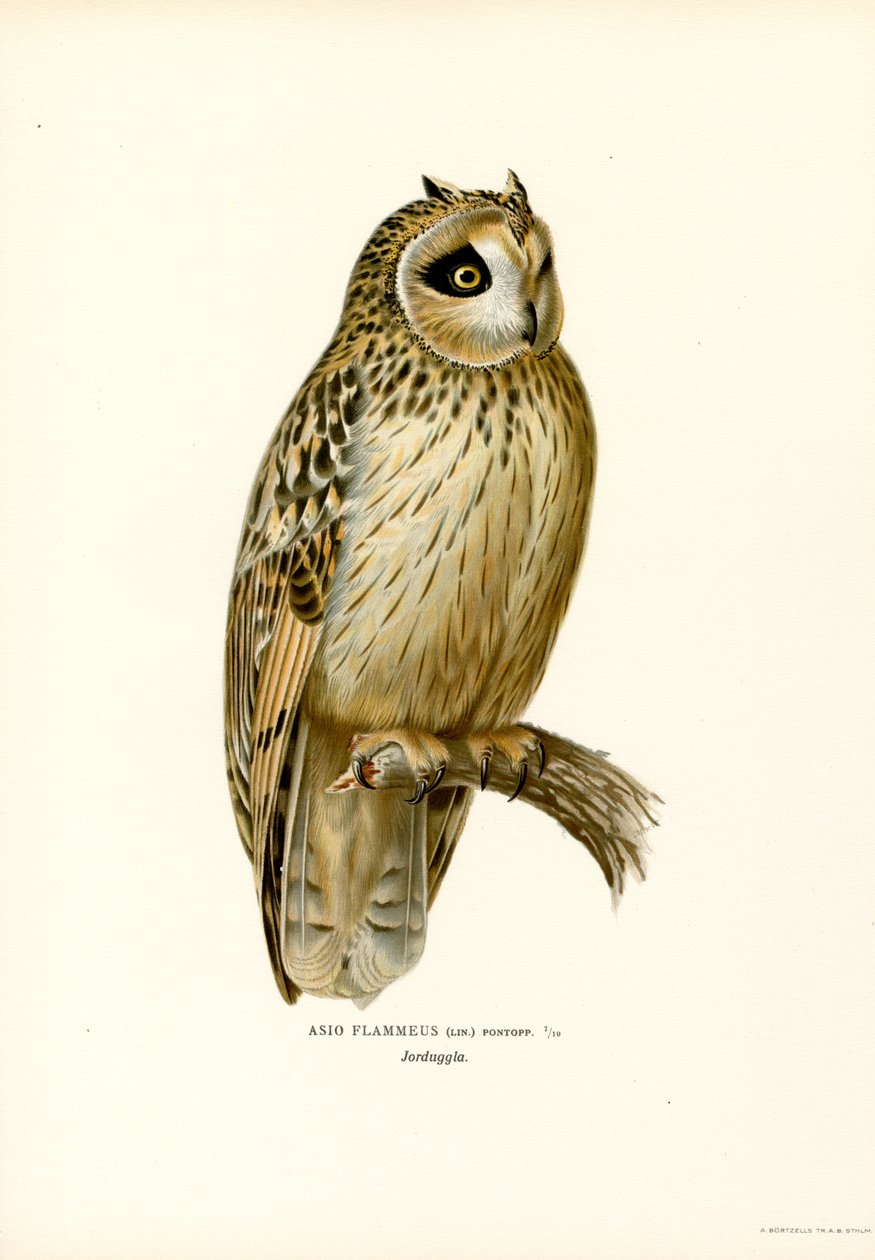 Coruja de orelhas curtas (cor litho) de Magnus Ferdinand and Wilhelm von Wright