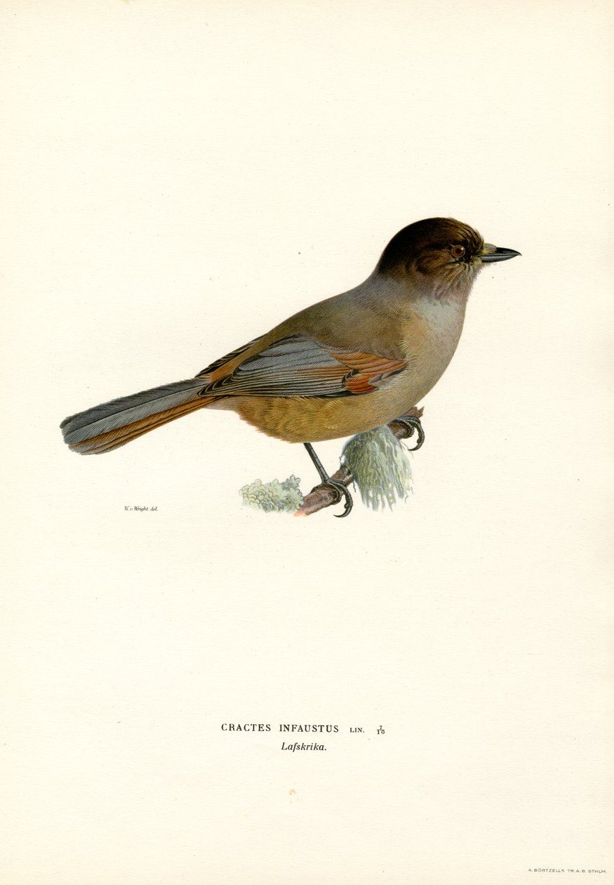gaio siberiano (cor litho) de Magnus Ferdinand and Wilhelm von Wright