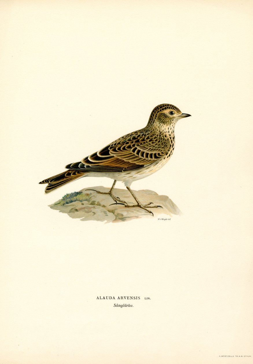 Skylark (lito colorido) de Magnus Ferdinand and Wilhelm von Wright