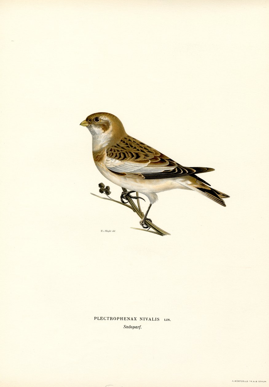 Snow Bunting (cor litho) de Magnus Ferdinand and Wilhelm von Wright