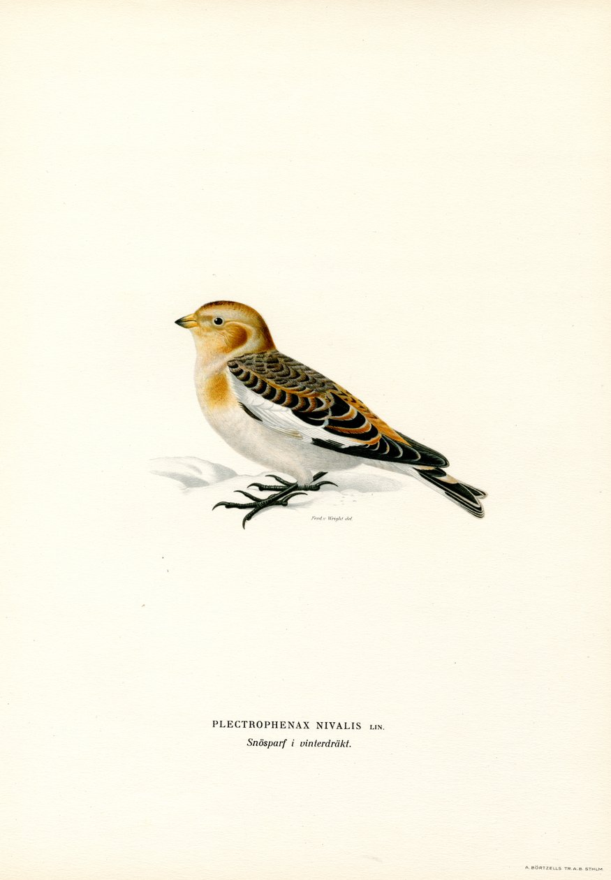 Estamenha de neve (lito colorido) de Magnus Ferdinand and Wilhelm von Wright