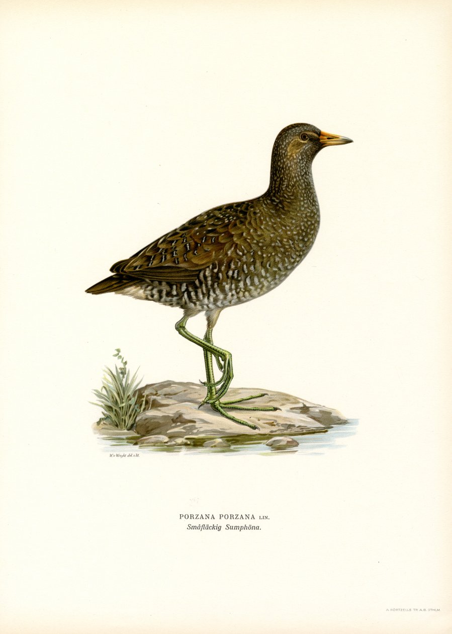 Crake manchado (lito colorido) de Magnus Ferdinand and Wilhelm von Wright