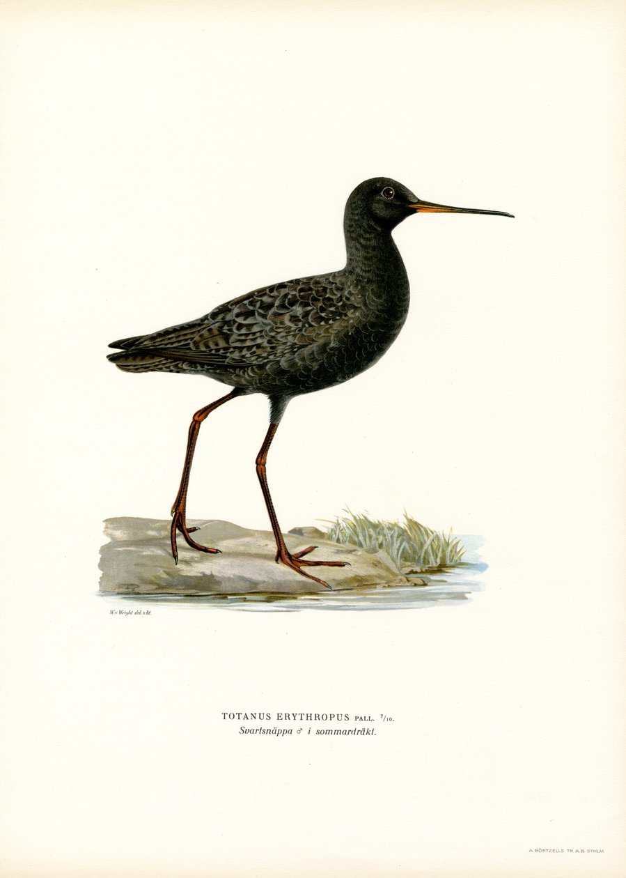 Spotted Redshank (cor litho) de Magnus Ferdinand and Wilhelm von Wright