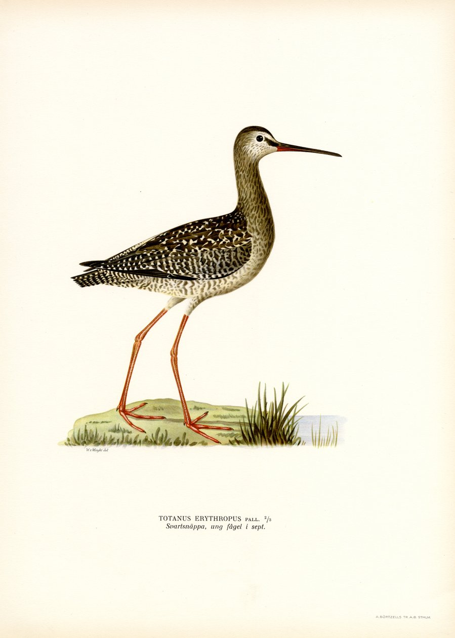 Spotted Redshank (cor litho) de Magnus Ferdinand and Wilhelm von Wright