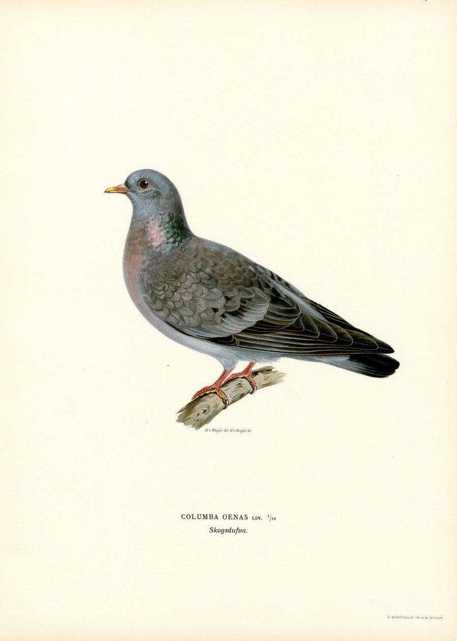 Pomba Stock (lito a cores) de Magnus Ferdinand and Wilhelm von Wright