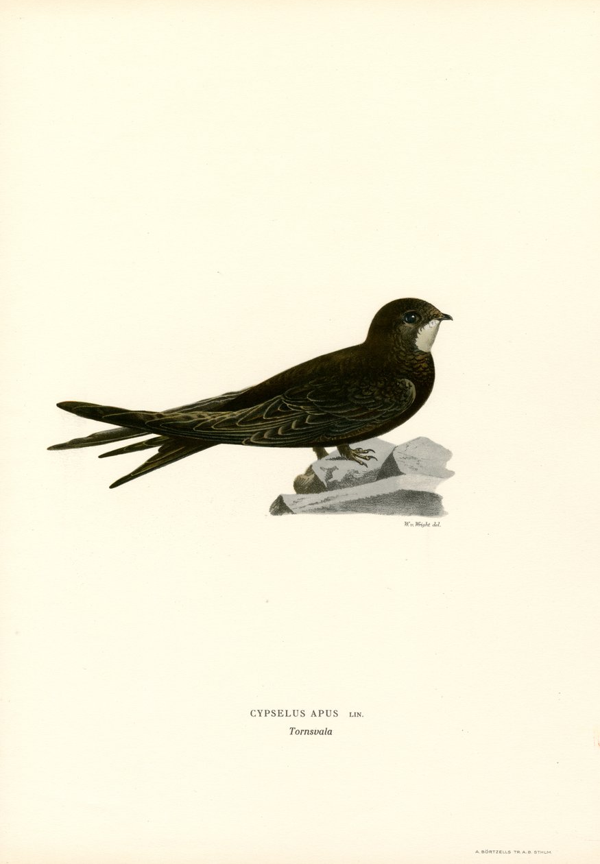 Rápido (cor litho) de Magnus Ferdinand and Wilhelm von Wright