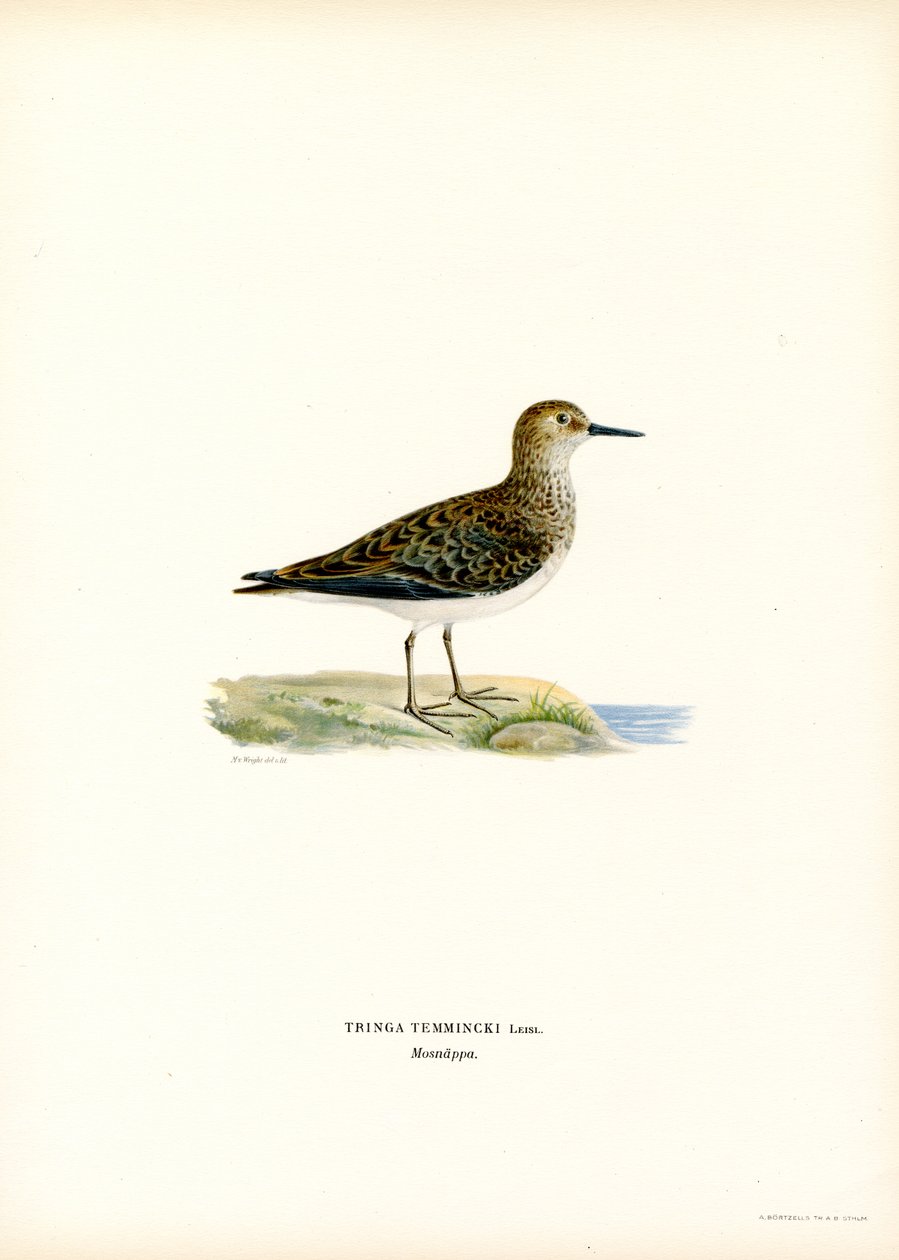 Stint de Temminck (lito colorido) de Magnus Ferdinand and Wilhelm von Wright
