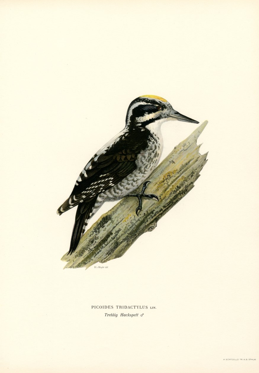 Pica-pau de três dedos (lito colorido) de Magnus Ferdinand and Wilhelm von Wright