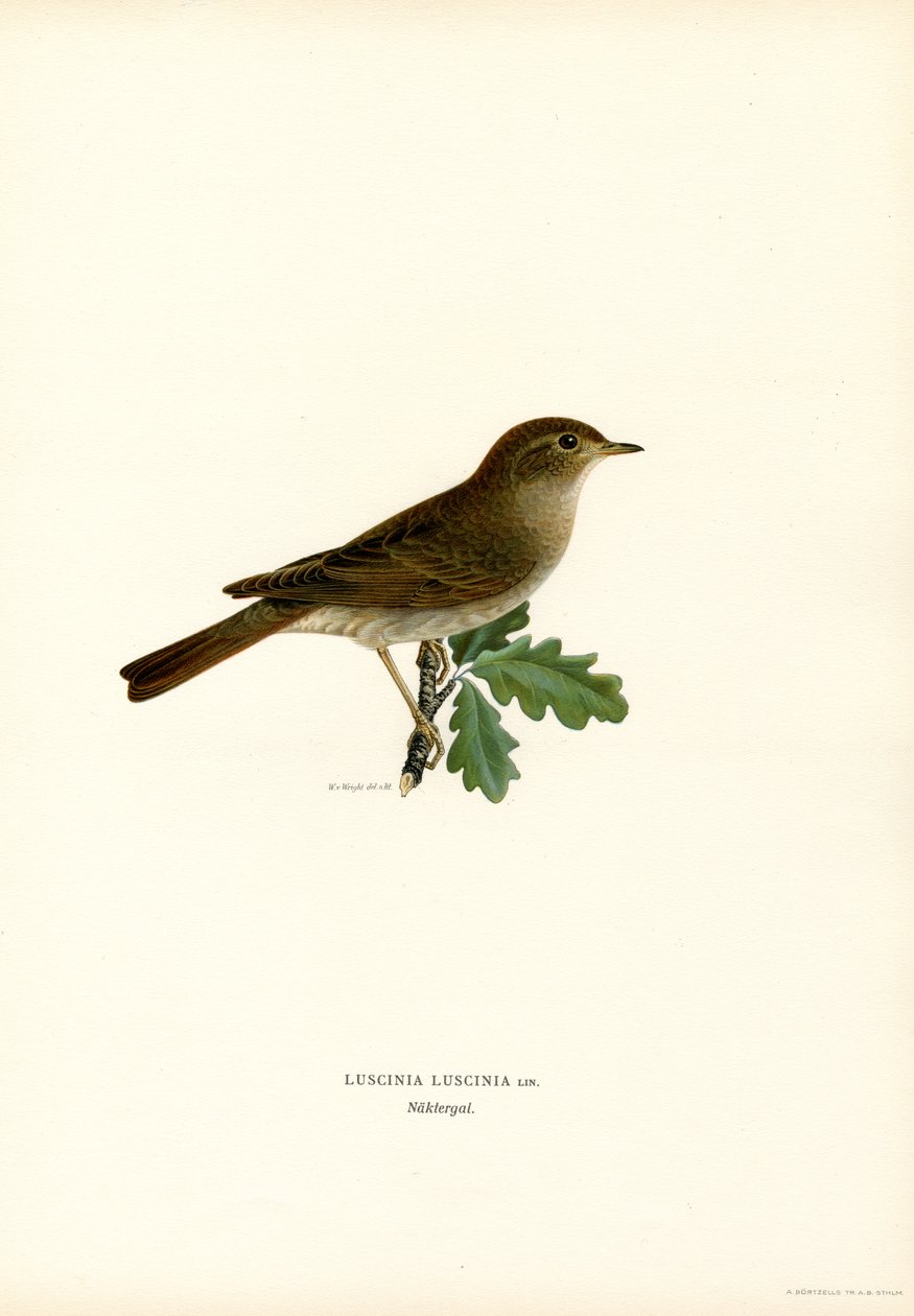 Thrush Nightingale (lito colorido) de Magnus Ferdinand and Wilhelm von Wright