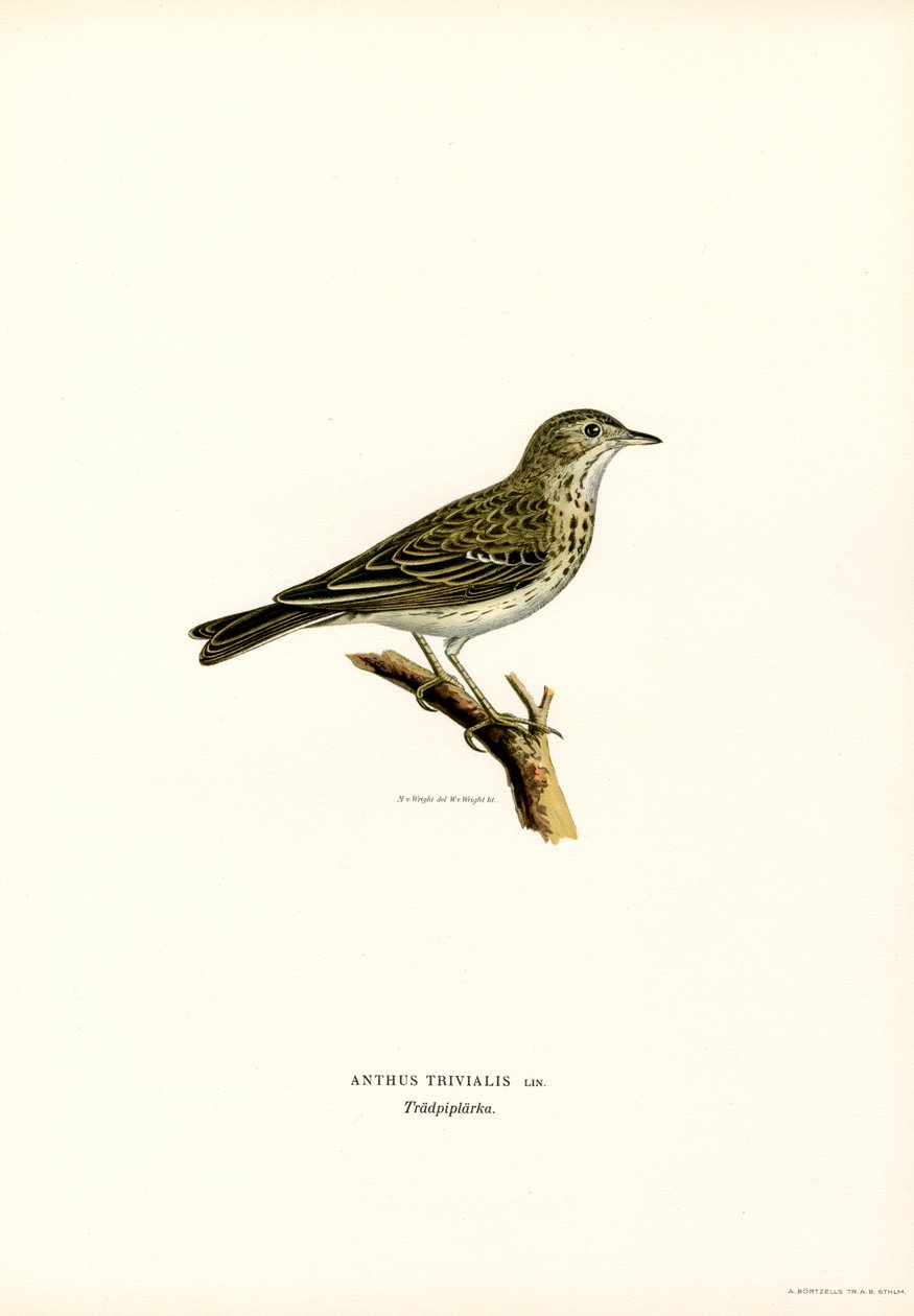Pipit de árvore (cor litho) de Magnus Ferdinand and Wilhelm von Wright