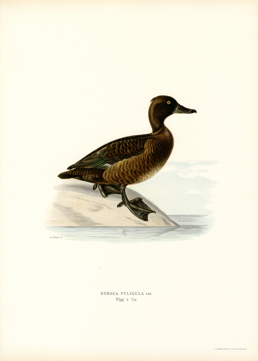Pato Tufted Duck (cor litho) de Magnus Ferdinand and Wilhelm von Wright