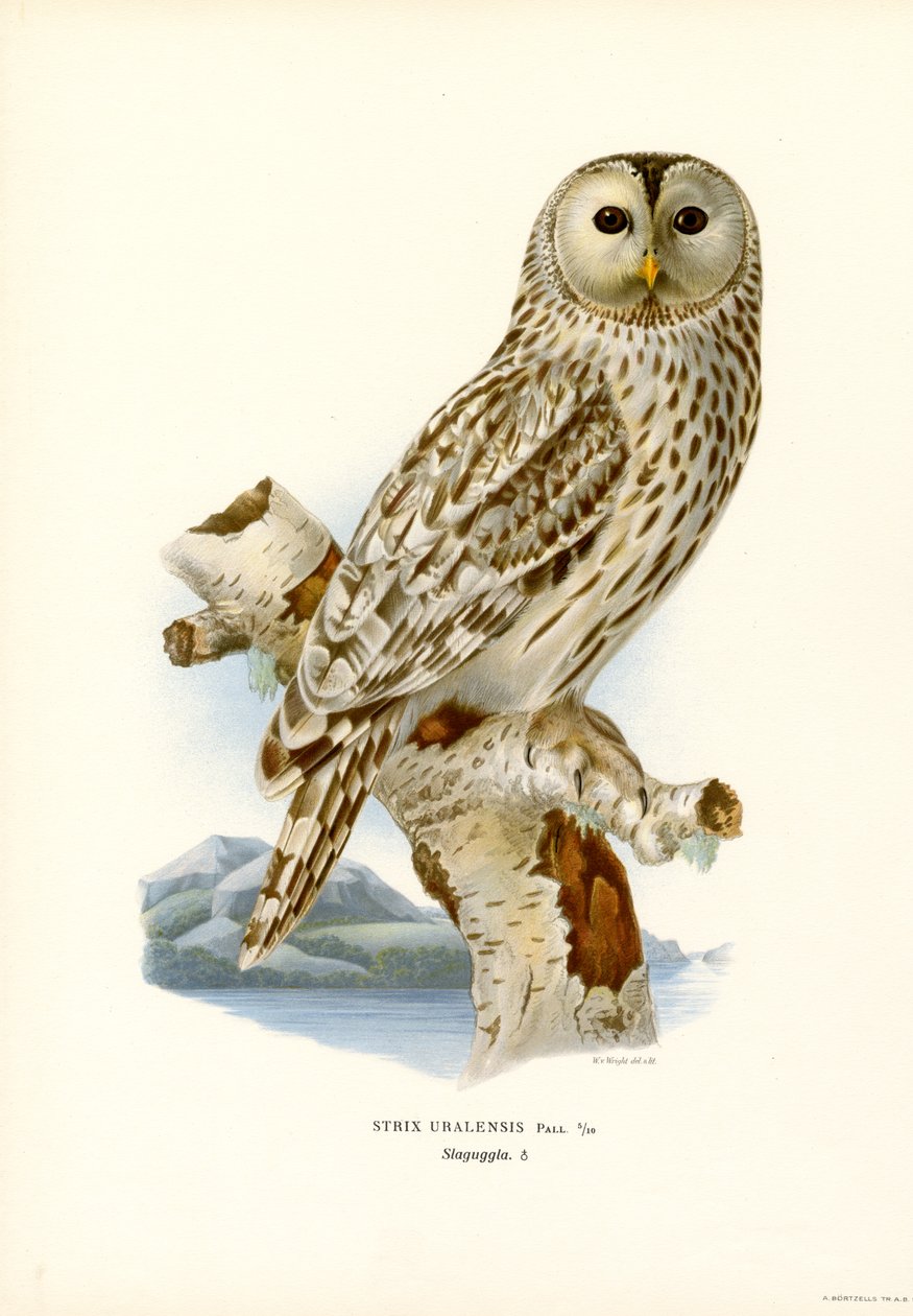 Coruja Ural (cor litho) de Magnus Ferdinand and Wilhelm von Wright
