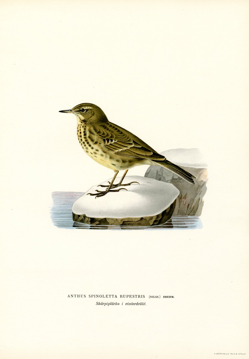 Pipit de água (cor litho) de Magnus Ferdinand and Wilhelm von Wright