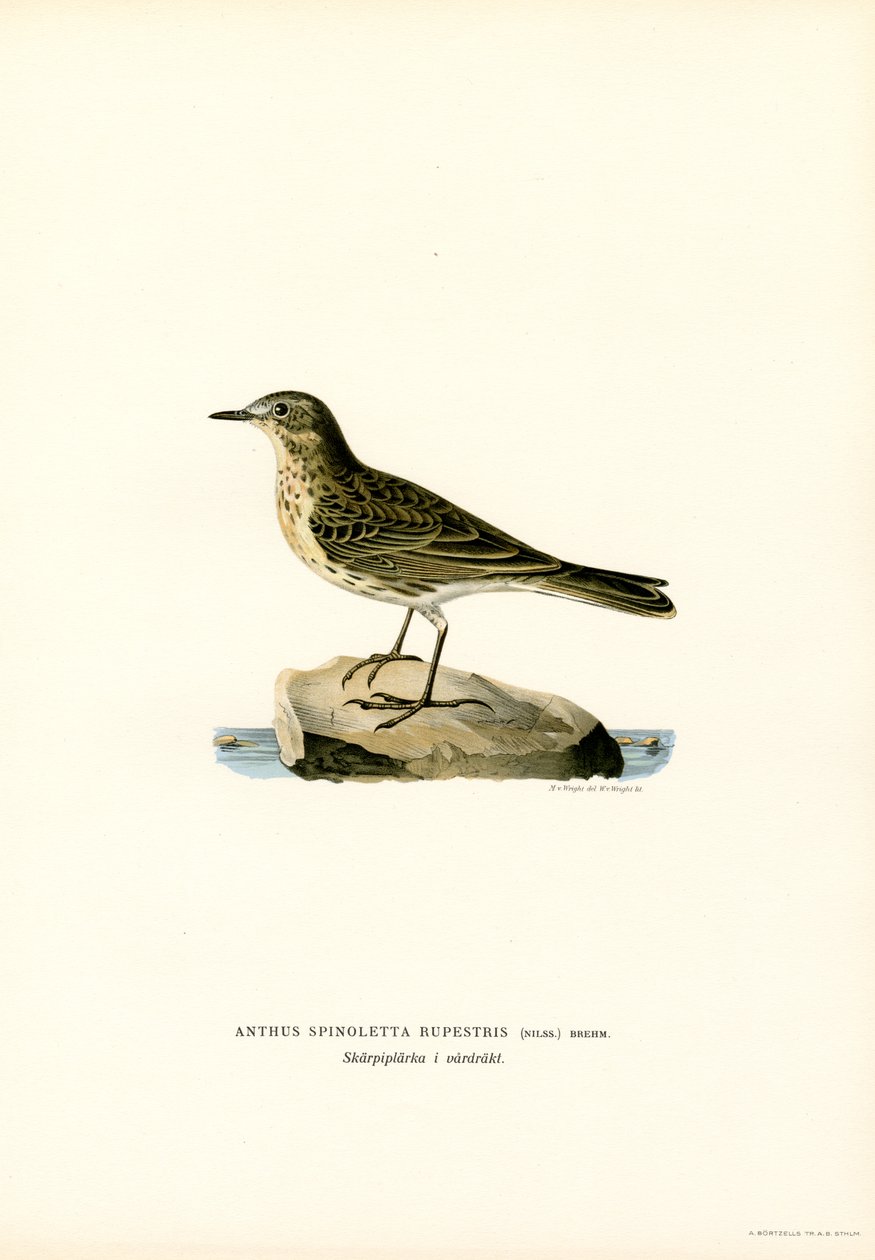 Pipit de água (cor litho) de Magnus Ferdinand and Wilhelm von Wright